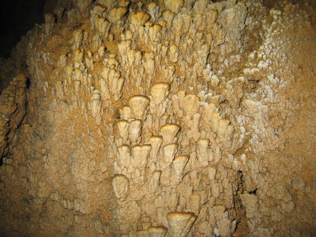 Bracket Fungus Passage