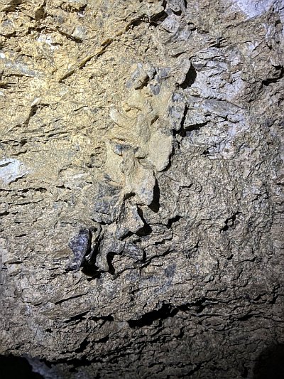 Vertebrate fossil